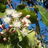 Eucalipto Urophylla