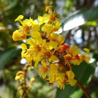 Murici Penima