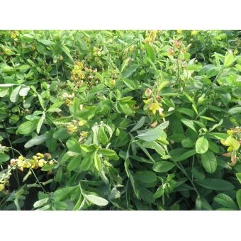 Crotalária Breviflora