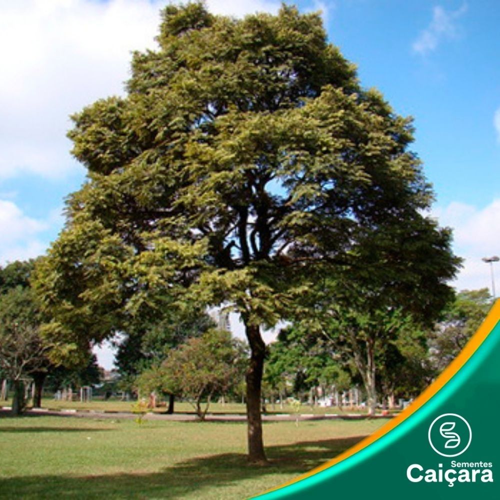 Jacarandá Paulista