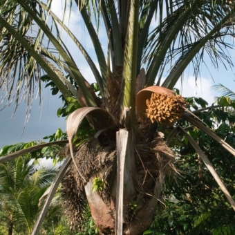 Palmeira Inajá