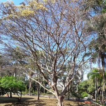 Araçá d´Agua