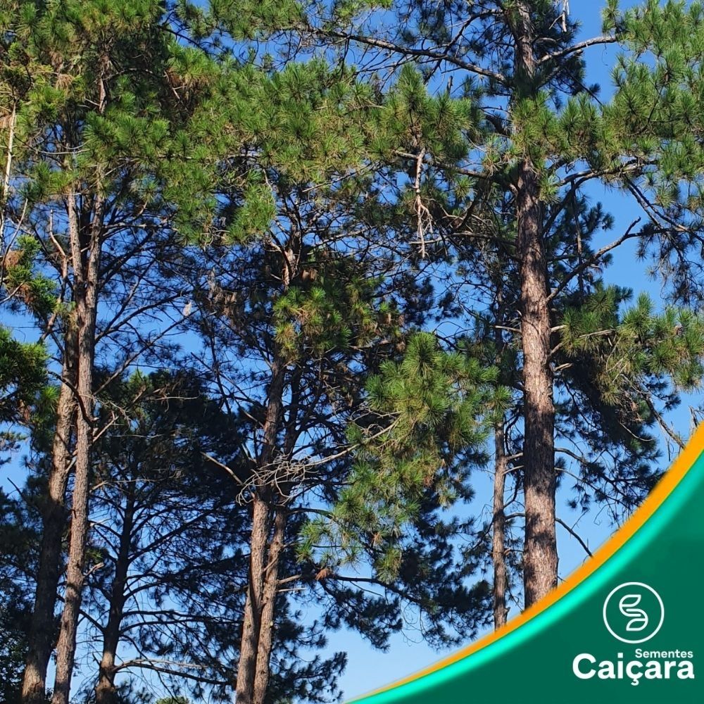 Pinus Elliotti