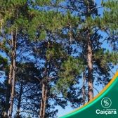 Pinus Elliotti