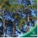 Pinus Elliotti