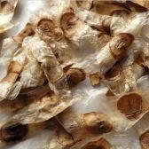 Ipê Roxo de Sete Folhas