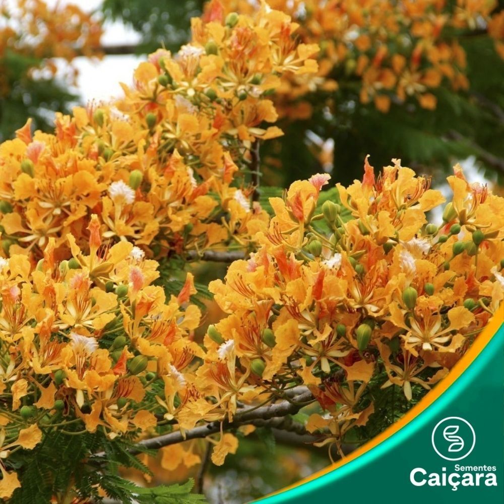 Flamboyant Amarelo