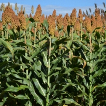 Sorgo Forrageiro