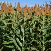 Sorgo Forrageiro