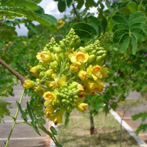 Pau Ferro