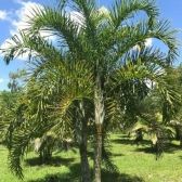 Areca de Locuba