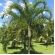 Areca de Locuba