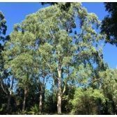 Eucalipto Saligna