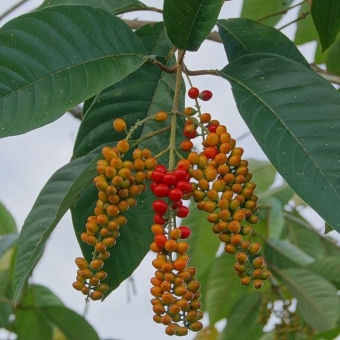 Tucaneira