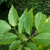 Guabiroba – Araça
