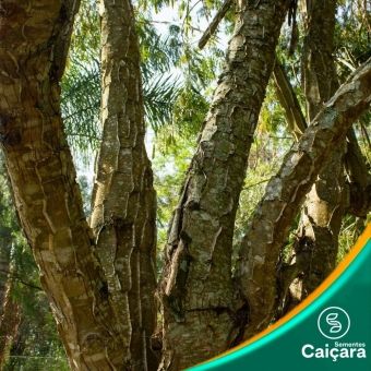 Pau Jacaré - Angico Jacaré