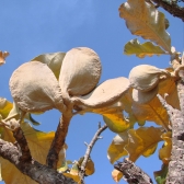 Guatambu do Cerrado, Peroba Cetim