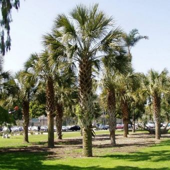 Palmeira Sabal de Cuba