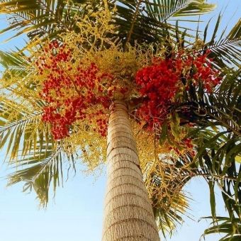 Palmeira Carpentária