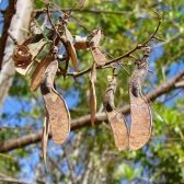 Jacarandá Bico de Pato