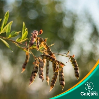 Feijão Guandu - Fava Larga