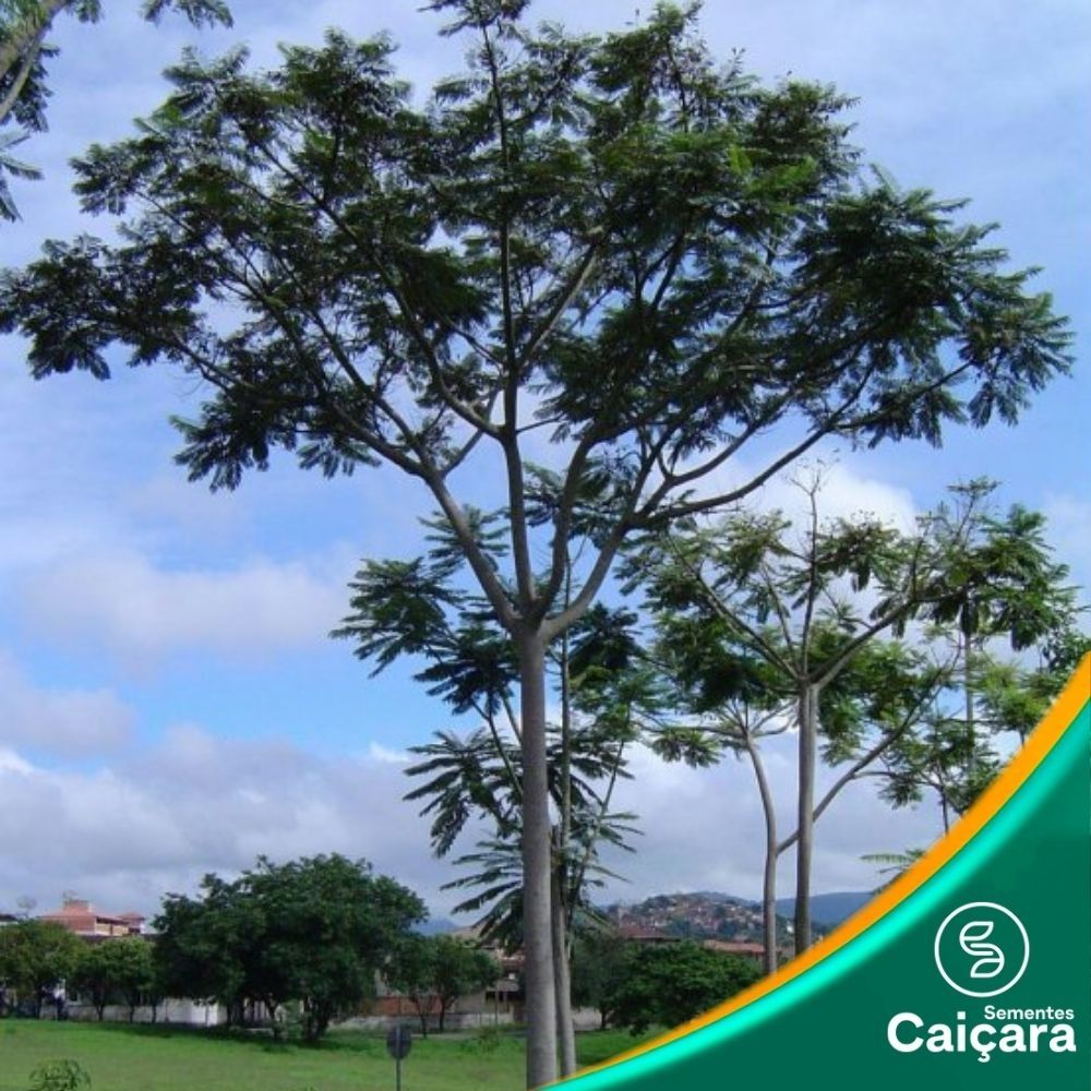 Paricá
