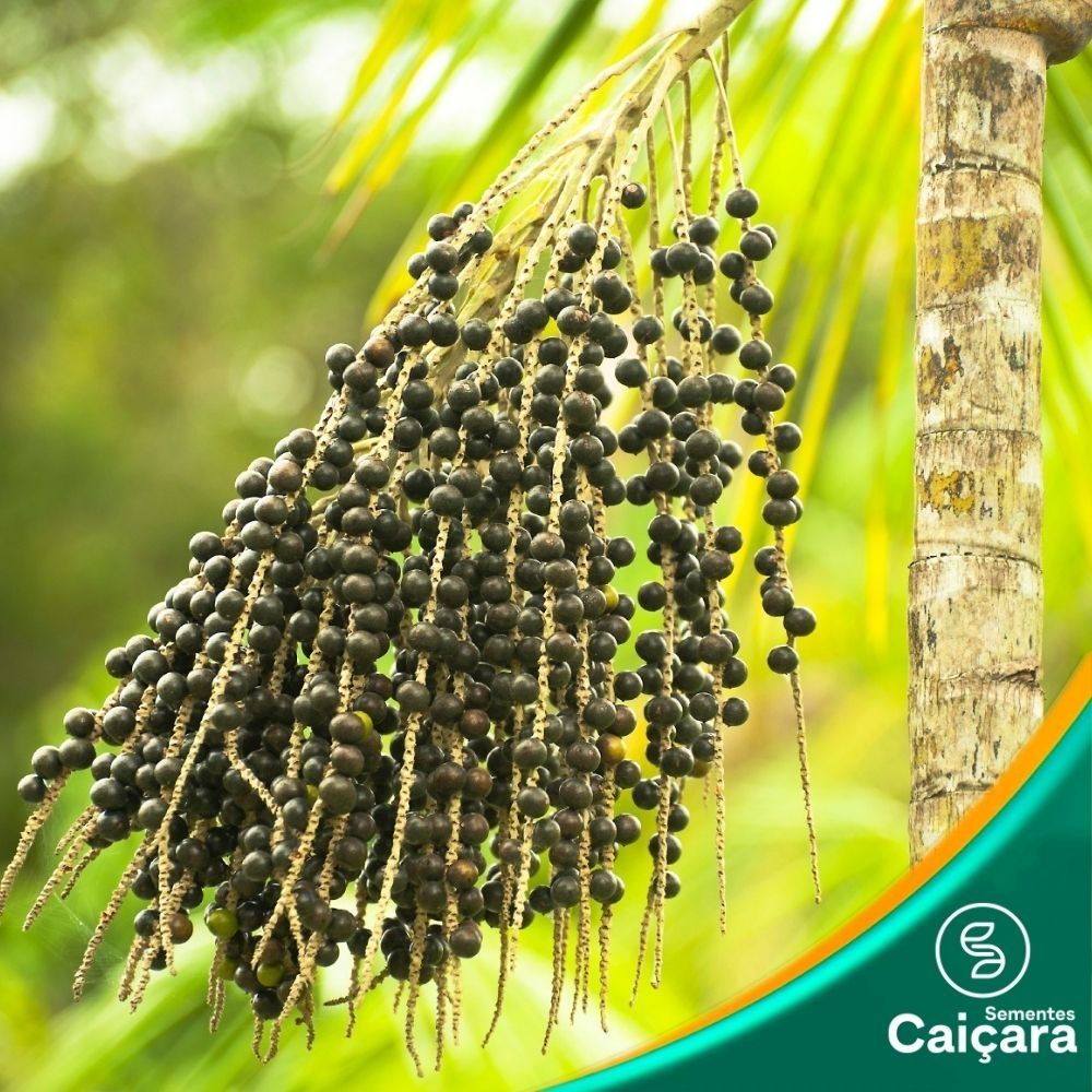 Açai