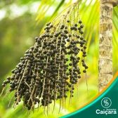 Açai