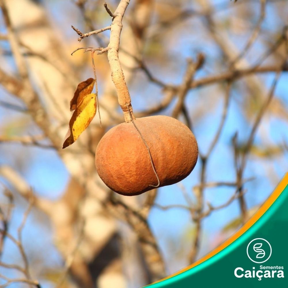 Tingui do Cerrado