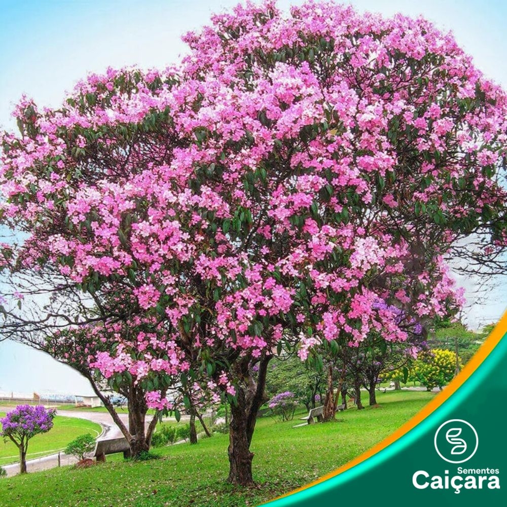Quaresmeira Rosa