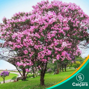 Quaresmeira Rosa