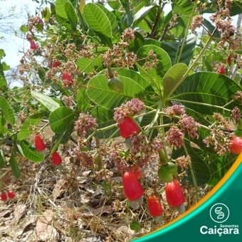 Cajuzinho-do-cerrado