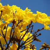 Pau D´Arco Amarelo