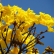 Pau D´Arco Amarelo
