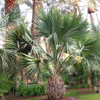 Palmeira Sabal de Cuba