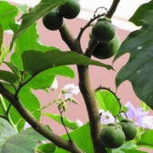 Lobeira da Mata