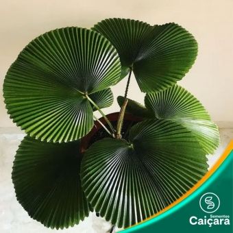 Palmeira Leque