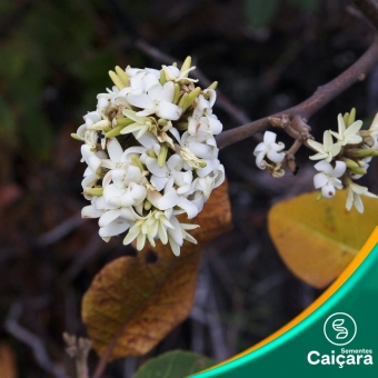Guatambu do Cerrado, Peroba Cetim
