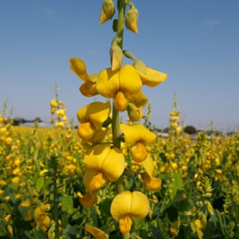 Crotalária Spectabilis