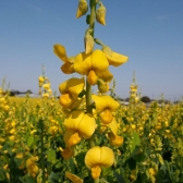 Crotalária Spectabilis
