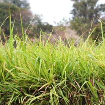 P. Maximum cv. Tanzânia