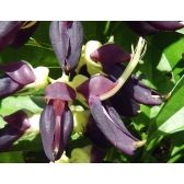 Mucuna Preta
