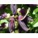 Mucuna Preta