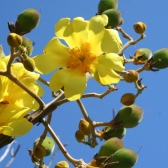 Algodão do Cerrado
