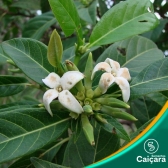 Marmelada do Cerrado
