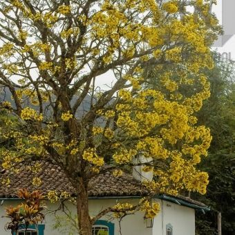 Ipê Amarelo da Casca Lisa
