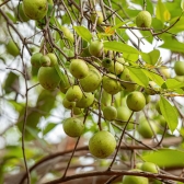 Mangaba