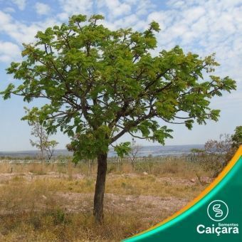 Barbatimão Verdadeiro