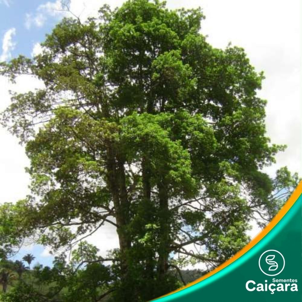 Guatambu Oliva Branca