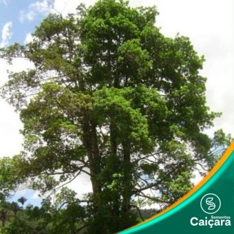 Guatambu Oliva Branca